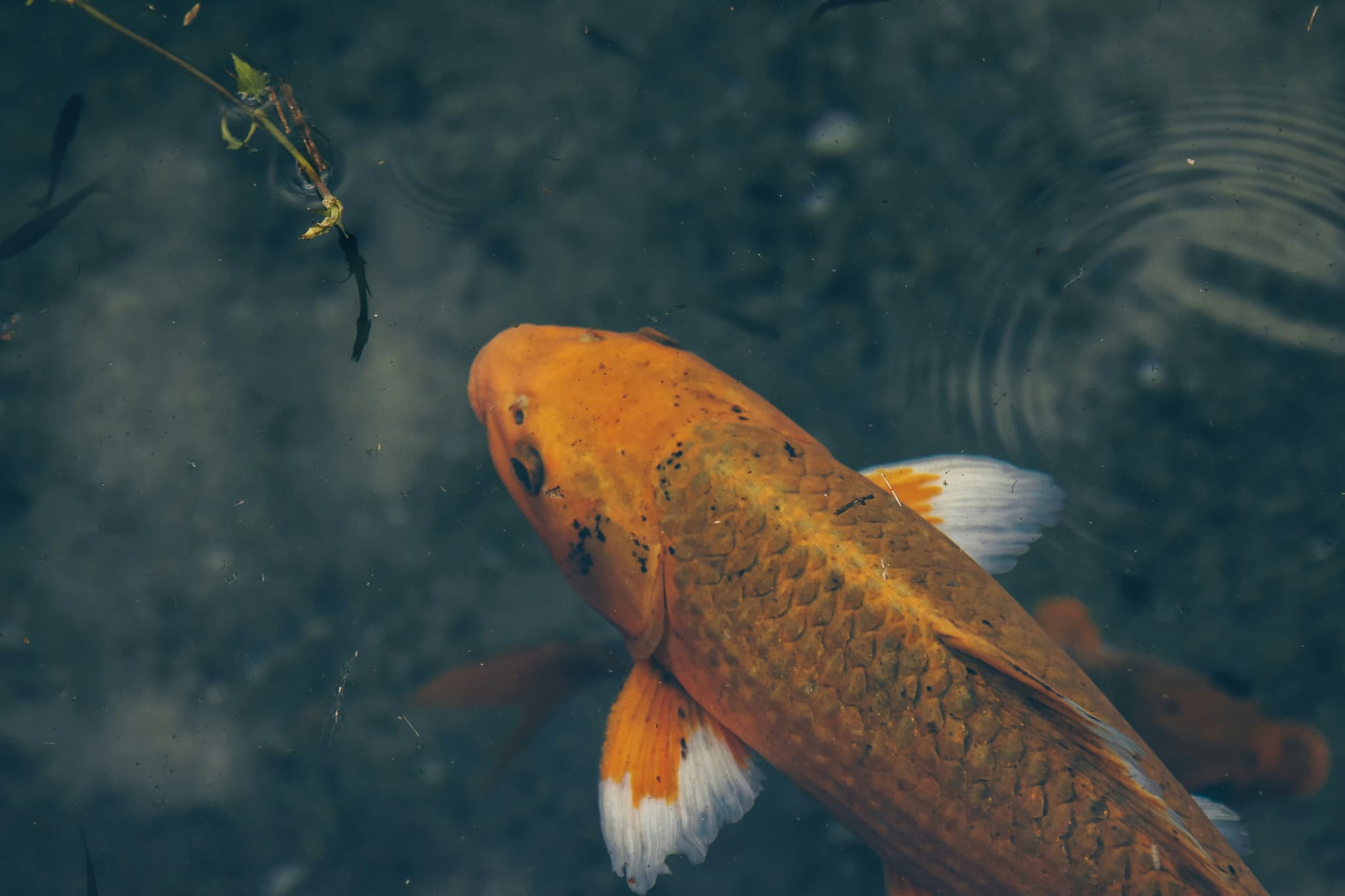 Koi Collection