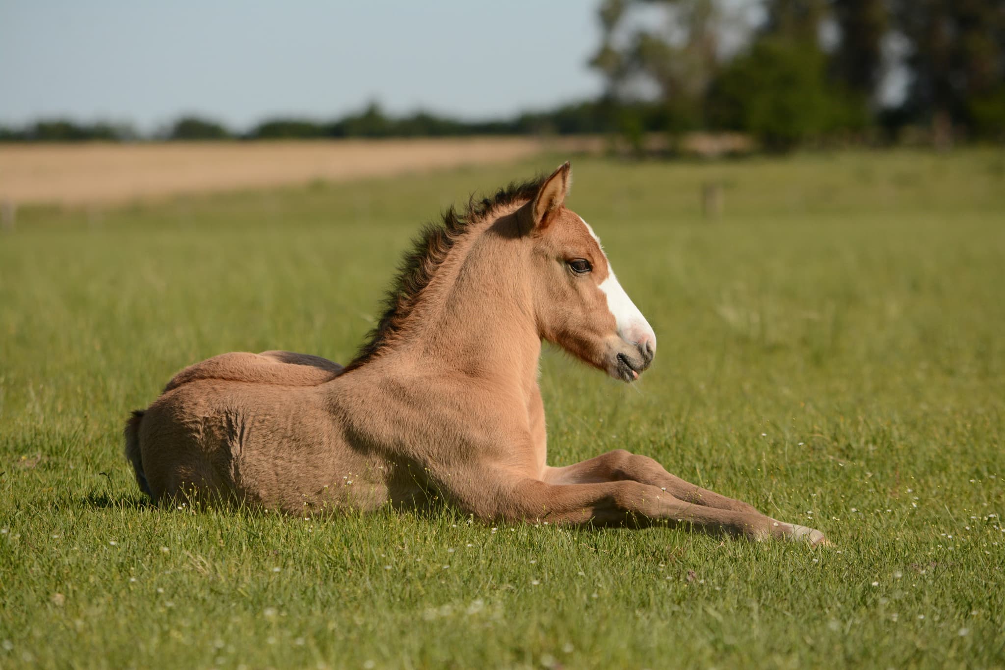 Arabian Horses